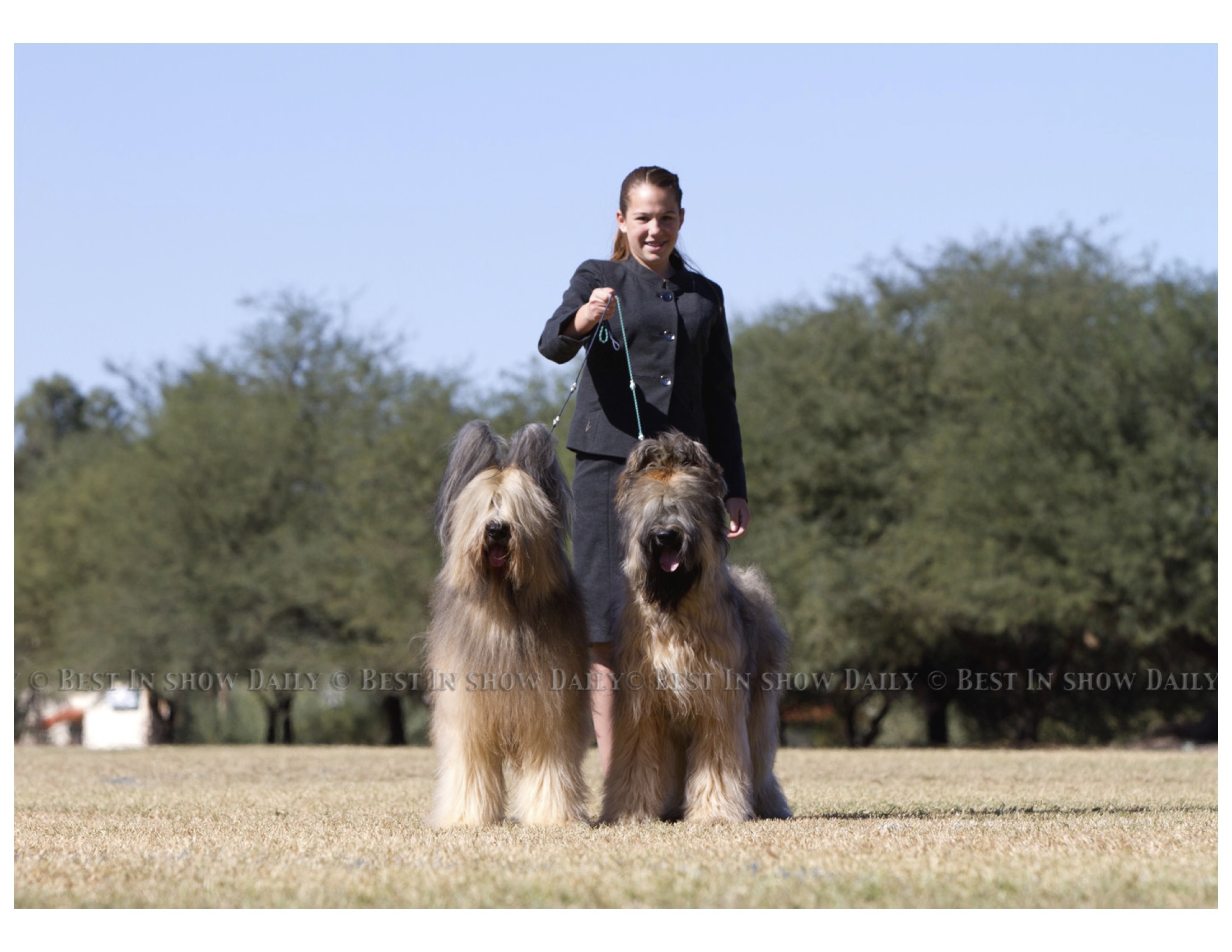 akc briard