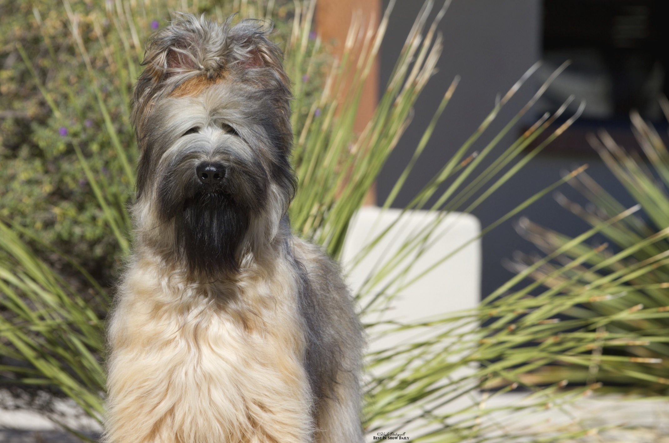 Groom Your Briard Mon Amie Briards